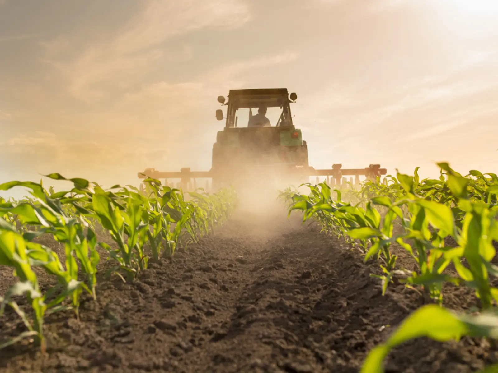 Quintal Unit Agricultural Weighing Solutions | Superior Processing & Weighing